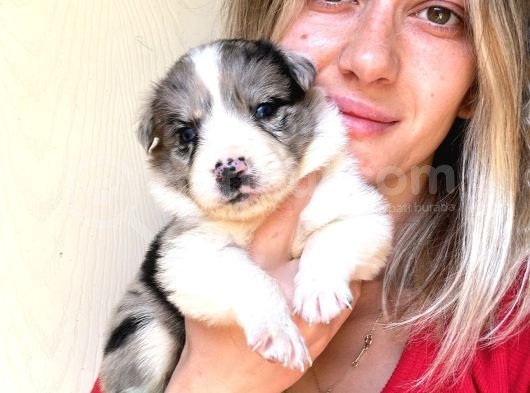 Her Renk Border Collie Yavrusu görsel