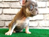 French Bulldog Lilak Tan Erkek Yavrularimiz