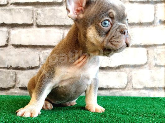 French Bulldog Lilak Tan Erkek Yavrularimiz