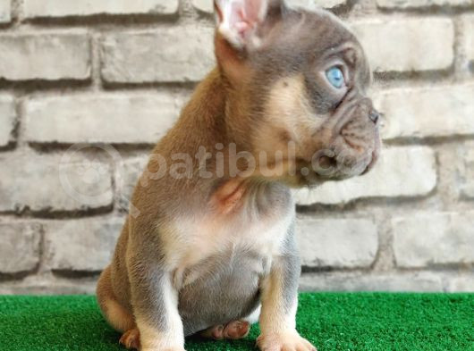French Bulldog Lilak Tan Erkek Yavrularimiz görsel