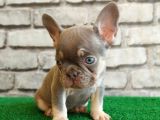 French Bulldog Lilak Tan Erkek Yavrularimiz