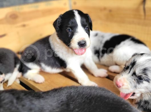 Her Renk Border Collie Yavrusu görsel