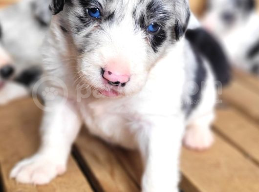 Her Renk Border Collie Yavrusu