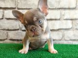 French Bulldog Lilak Tan Erkek Yavrularimiz