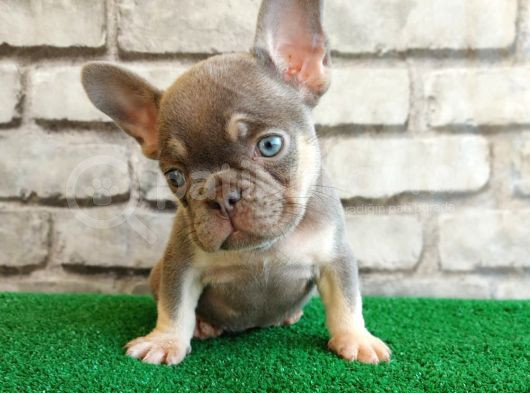 French Bulldog Lilak Tan Erkek Yavrularimiz görsel