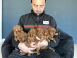RENK RENK ORJİNAL TOY PODLE YAVRULAR ANKARA MAĞAZMIZDA GÖRÜN