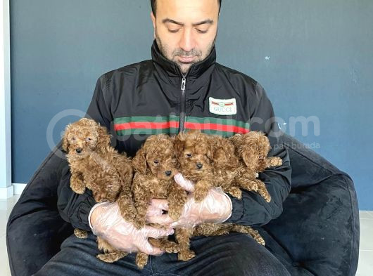 Renk Renk Orji̇nal Toy Podle Yavrular Ankara Mağazmizda Görün