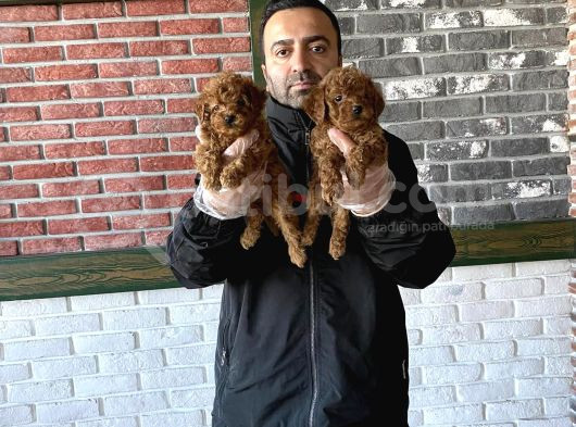 Orji̇nal Malti̇po Yavrular Ankara Mağazamizda Canli Görün görsel