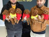 Renk Renk Orji̇nal Toy Podle Yavrular Ankara Mağazmizda Görün