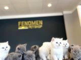 RENK RENK BRITISH SHORTHAIR YAVRULAR ANKARA MAĞAZAMIZDA GÖRN
