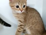 Yeni̇ Yilin Mi̇ni̇ği̇