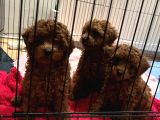 Evde dogum poodle