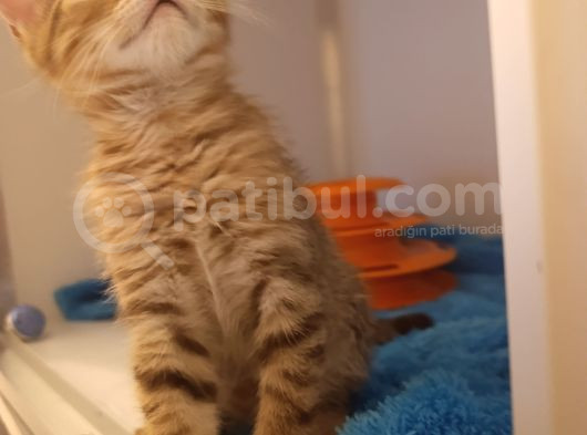 Yeni̇ Yilin Mi̇ni̇ği̇ görsel