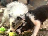 Her Renk Border Collie Yavrusu