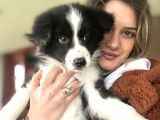 Her Renk Border Collie Yavrusu