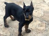 İri yapılı doberman yavrular
