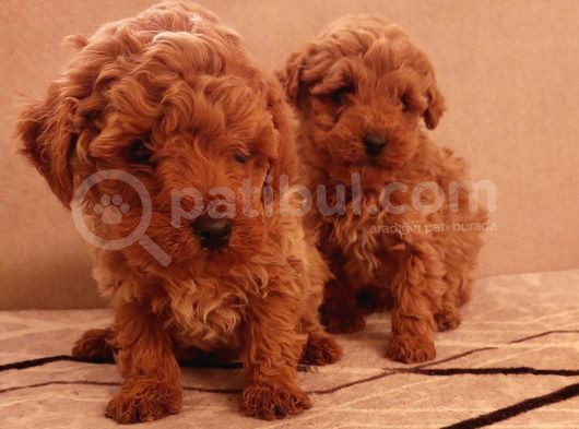 Hemen Teslime Hazır Toy Boy Poodle Yavrular görsel