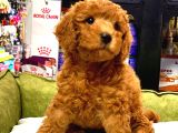 RED BROWN TOY POODLE YAVRULARIMIZ