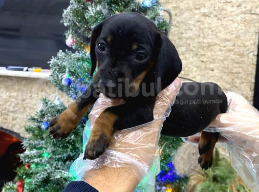 Dakhund Dişi Ve Erkek Yavrularımız İstanbulda Tek görsel