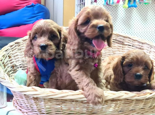 Anne Baba Gerçek Orjinal Cavapoo Yavrular görsel