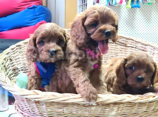 Anne Baba Gerçek Orjinal Cavapoo Yavrular görsel