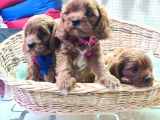 Anne Baba Gerçek Orjinal Cavapoo Yavrular