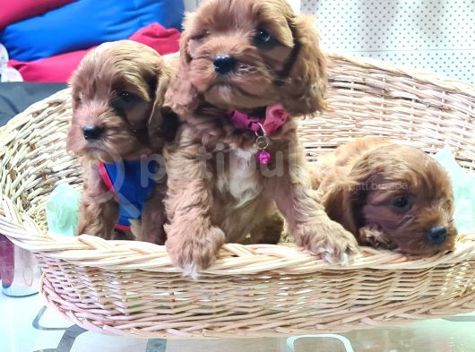 Anne Baba Gerçek Orjinal Cavapoo Yavrular görsel