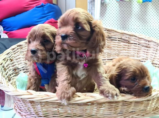 Anne Baba Gerçek Orjinal Cavapoo Yavrular