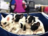 Mall Of İstanbul Blue Tan Fransiz Bulldog Orijinal Garantili