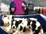 Mall Of İstanbul Blue Tan Fransiz Bulldog Orijinal Garantili