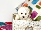 Anne Baba Orji̇nal Saf Bi̇chon Yavrularimiz
