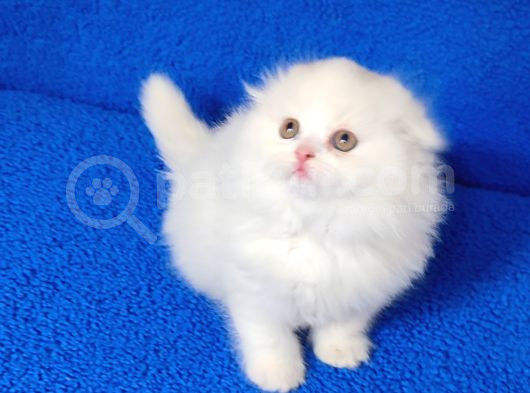 Teslime Hazır Scottish Fold Long Hair Tortie Kaçmaz Güzellik görsel