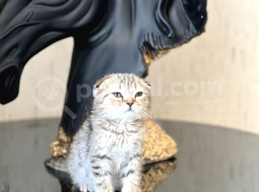 Sifir Kulak Top Kafa Scotti̇sh Fold Tabby Yavrum görsel