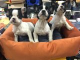 mall Of İstanbul Blue Tan Fransiz Bulldog Orijinal Garantili