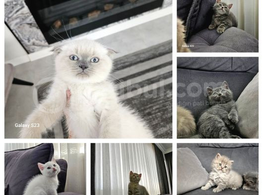 Aile Sıcaklığnda Büyüyen  Scottish Fold British Yvrlr