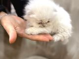 Kraliyet Şıklığında Silver Scottish Fold Longhair