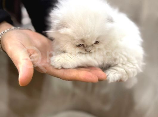 Kraliyet Şıklığında Silver Scottish Fold Longhair görsel