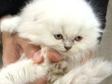 Kraliyet Şıklığında Silver Scottish Fold Longhair