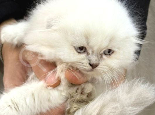 Kraliyet Şıklığında Silver Scottish Fold Longhair görsel