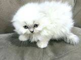 Kraliyet Şıklığında Silver Scottish Fold Longhair