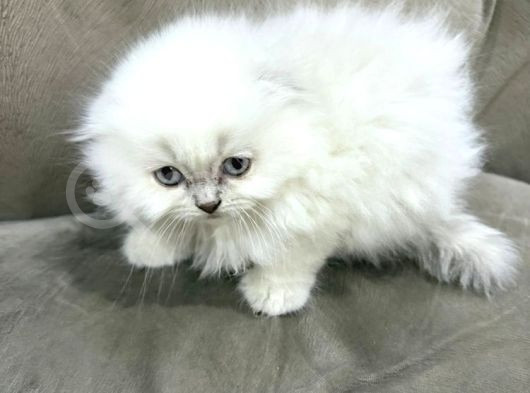 Kraliyet Şıklığında Silver Scottish Fold Longhair görsel