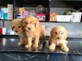 Irk Ve Sağlik Garanti̇ Orji̇nal Cockapoo Bebeği̇mi̇z