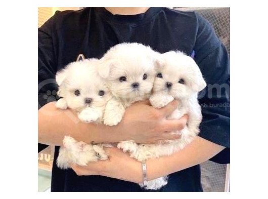 Teacup Maltese Terrier Bebekler