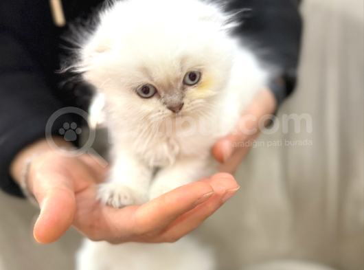 Kraliyet Şıklığında Silver Scottish Fold Longhair
