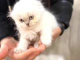 Kraliyet Şıklığında Silver Scottish Fold Longhair