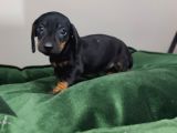 Dachound Minik Sosis Yavrular
