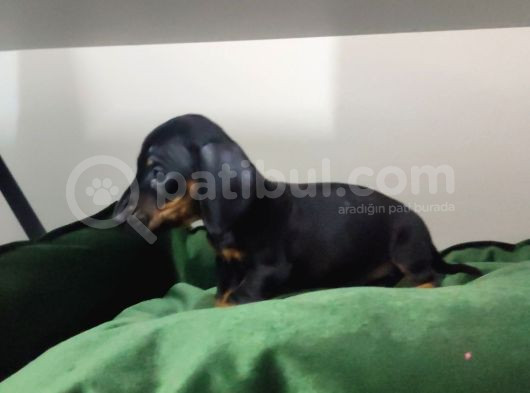 Dachound Minik Sosis Yavrular