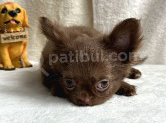Xxs Orjinal Chihuahua görsel