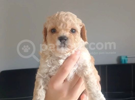 Maltipoo Bebeklerimiz  görsel