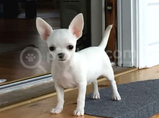 Minik Dişi Teacup Chihuahua görsel